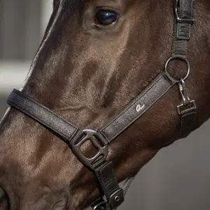 Halter for horse QHP Glitter image-3