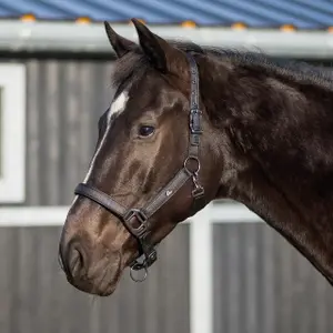 Halter for horse QHP Glitter image-2