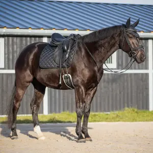 Reins for horses QHP Web Glitter image-2
