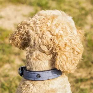 Hondenhalsband QHP image-2