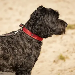 Hondenhalsband QHP image-2