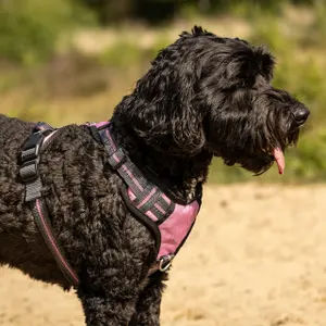 Hondentuig QHP image-2