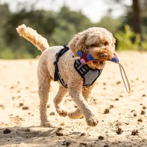 Hundelegetøj QHP image-1