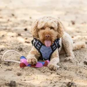 Hundelegetøj QHP image-2