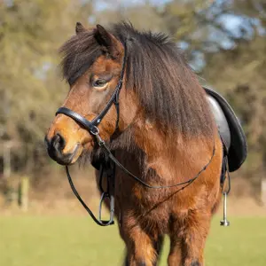 Lederhalfter für Pferd Isländisches Zaumzeug QHP Fjara image-2