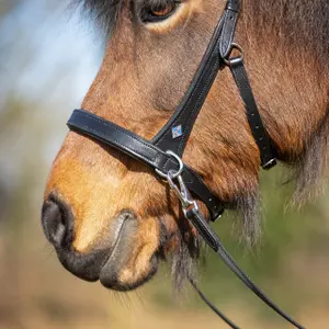 Lederhalfter für Pferd Isländisches Zaumzeug QHP Fjara image-3