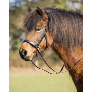 Lederhalfter für Pferd Isländisches Zaumzeug QHP Fjara image-4