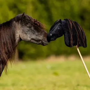 Hobby Horse QHP Nalanta image-2