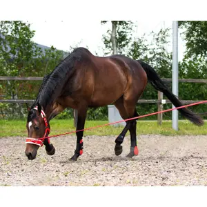 Working lanyard for horses QHP 8m image-1