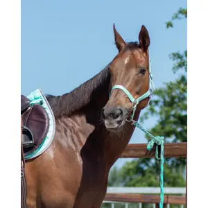 Morso per cavallo con scivolo Q-essentials image-1