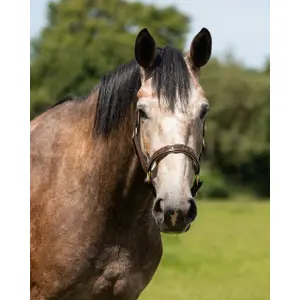 Licol pour cheval QHP Lupine image-1