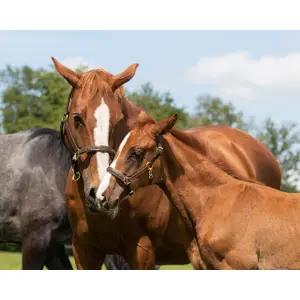 Licol pour cheval QHP Lupine image-2