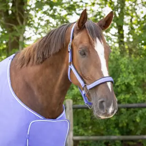 Halter for horse QHP Deluxe image-2