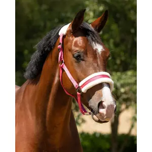 Cabresto para cavalos Q-essentials Cali image-1