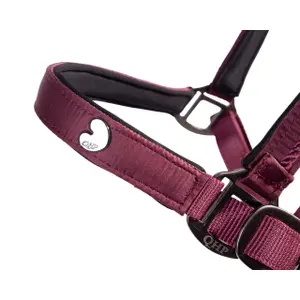 Set aus Halfter und Longiergurt für Pferde QHP Lily image-2