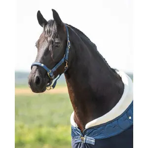 Set aus Halfter und Longiergurt für Pferde QHP Lily image-1