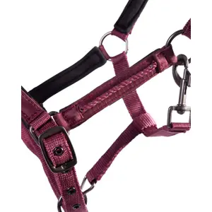 Fohlenhalfter QHP Lily image-1