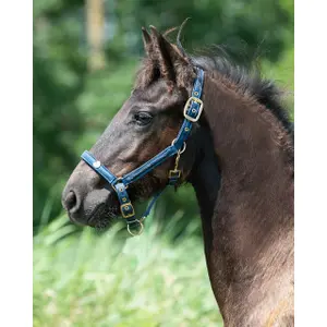 Fohlenhalfter QHP Lily image-1