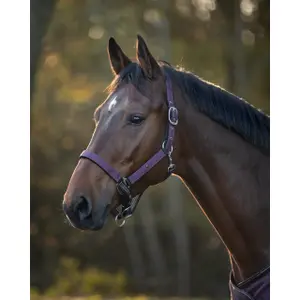 Halter and lead rope set for horse QHP collection Mystical image-2