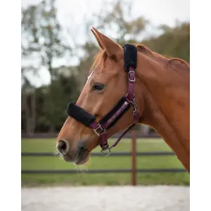 Halter and lead rope set for horse QHP World Tour image-2