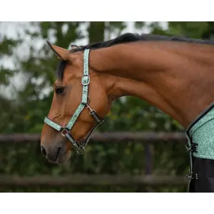 Halter for horse QHP Collection image-1