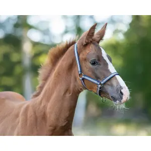 Licol de poulain QHP Collection image-1