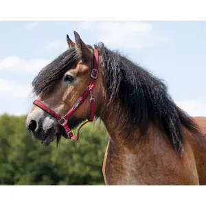 Halter for draft horse QHP Deluxe image-1