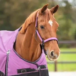 Halter and lead rope set for horse QHP Gemstones image-2