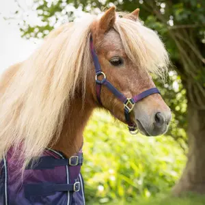 Horse bridle and lunge line duo QHP Jaily image-2