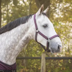 Halter and lead rope set QHP image-1