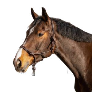 Lead rope halter for horse QHP Liberta image-2