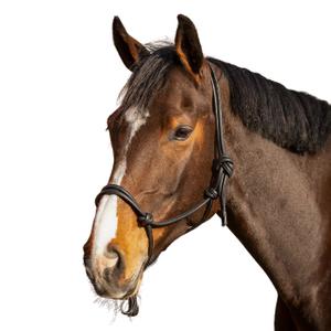 Lead rope halter for horse QHP Liberta image-2