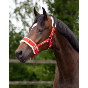 Caveçon für Pferde QHP image-1
