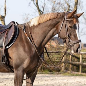 Jachtketting voor paard QHP Basic Pro image-4