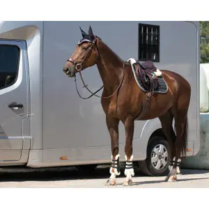 Almofada de sela para cavalos QHP Florence image-1