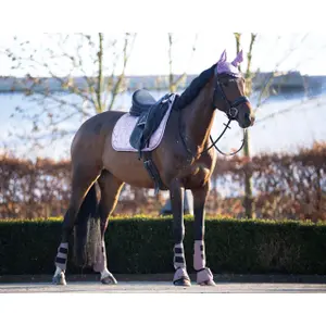 Dressurmåtter QHP Gloss image-1