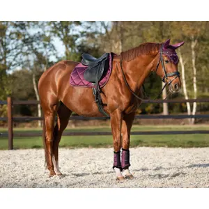 Saddle pad for horses QHP World Tour image-2