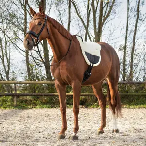 Riding mat for horses QHP Ontario image-1