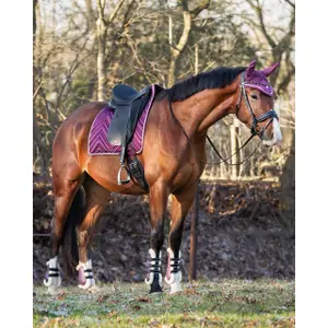 Protectores para caballo abiertos QHP Menton image-1