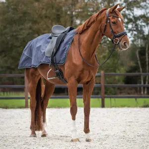 Fleece-Nierenabdeckung für Pferde QHP Sapphire image-1