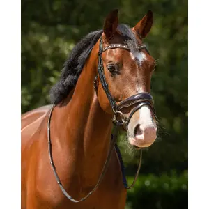 Anatomical riding bridles QHP Orlando image-1