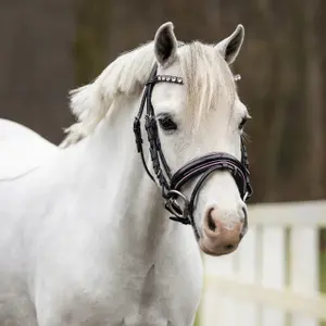 Bridles for horses QHP Bixie image-3