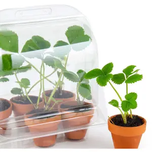 Educational games greenhouse 6 strawberry pots Radis et Capucine image-2