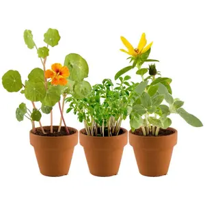 Educational games greenhouse 6 pots 1st garden Radis et Capucine image-1