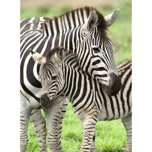 Puzzle 300 pieces xxl my favorite zebras Ravensburger image-1