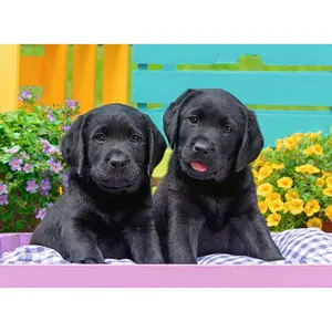 Puzzle 300 pieces xxl black labradors Ravensburger image-1