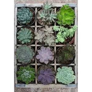 Puzzle 300 pieces moment green Ravensburger image-2