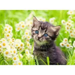 500-piece puzzle kitten on the prairie Ravensburger image-1