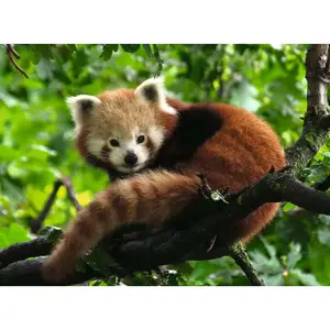 500-piece red panda puzzle Ravensburger image-1