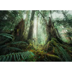 1000-piece jigsaw puzzle in nature forest edition Ravensburger image-0